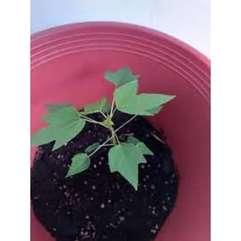 Natural Papaya Plant